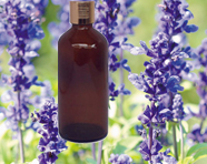 Lavender Bulgaria Oil
