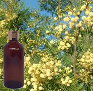Mimosa Aboslute