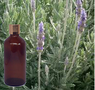 Spike Lavender Oil 